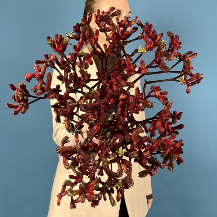 Анигозантус Красный