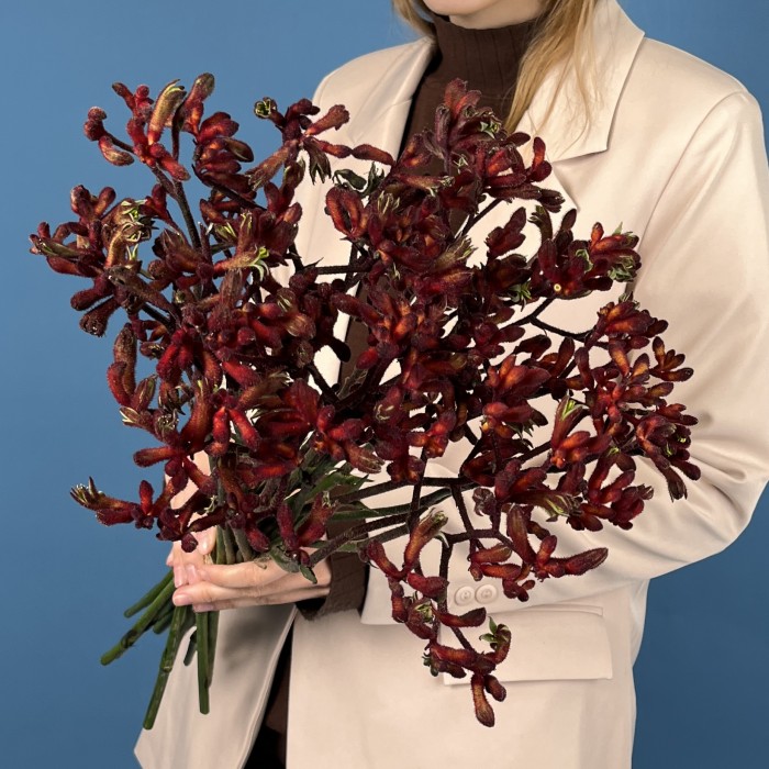 Анигозантус Красный