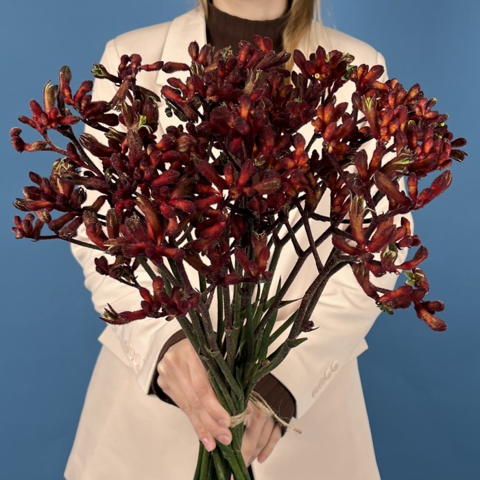 Анигозантус Красный