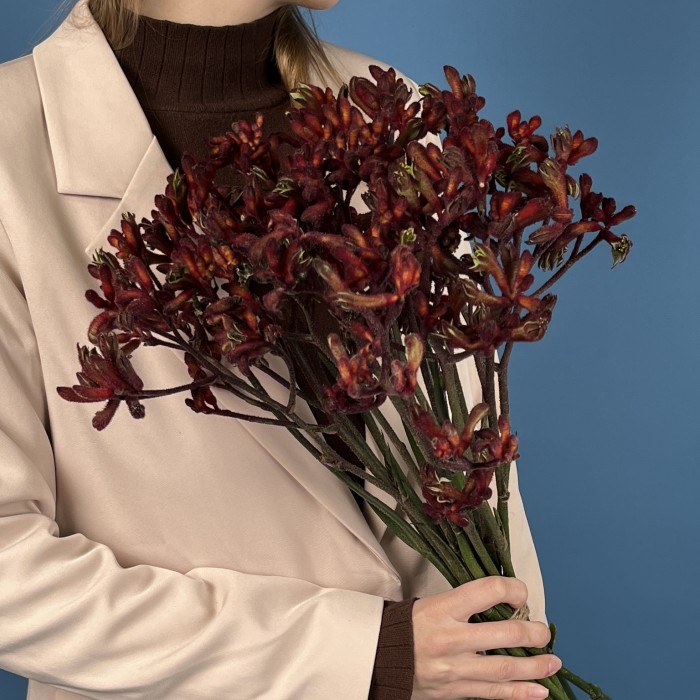 Анигозантус Красный