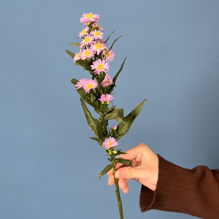 Астер розовый