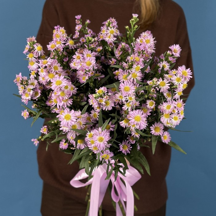 Астер розовый