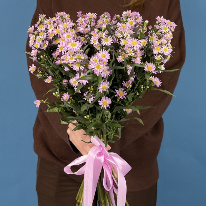 Астер розовый