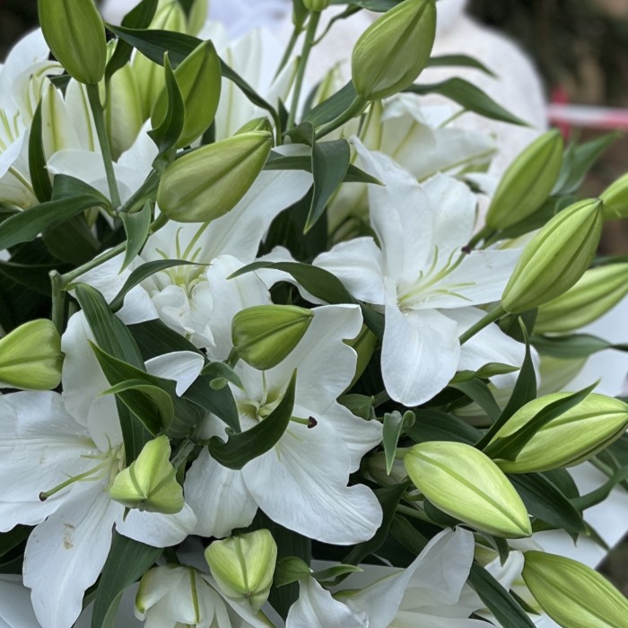 11 белых Восточных лилий
