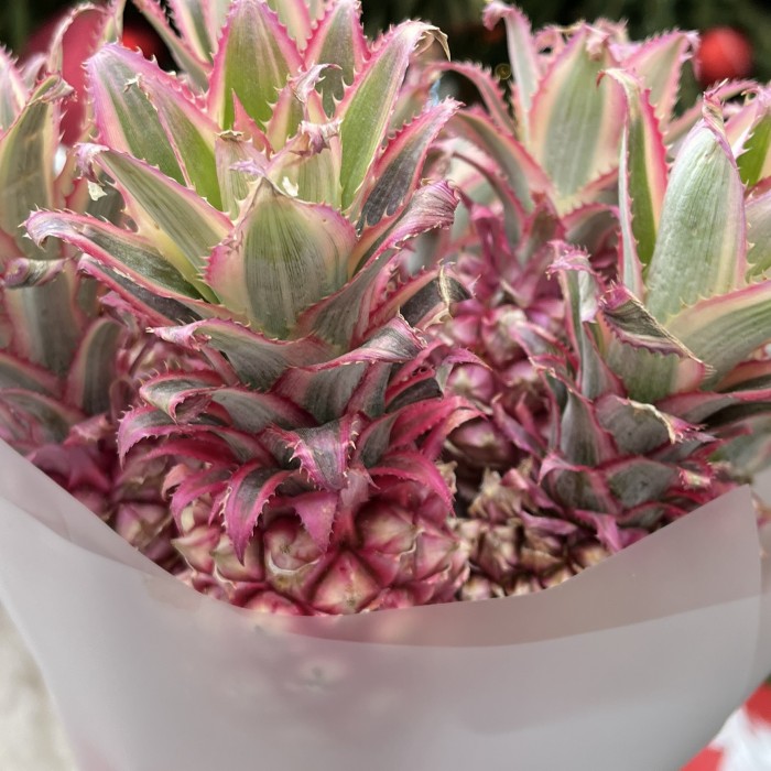 11 декоративных мини Ананасов