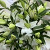 15 белых Восточных лилий
