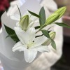 Белая восточная лилия