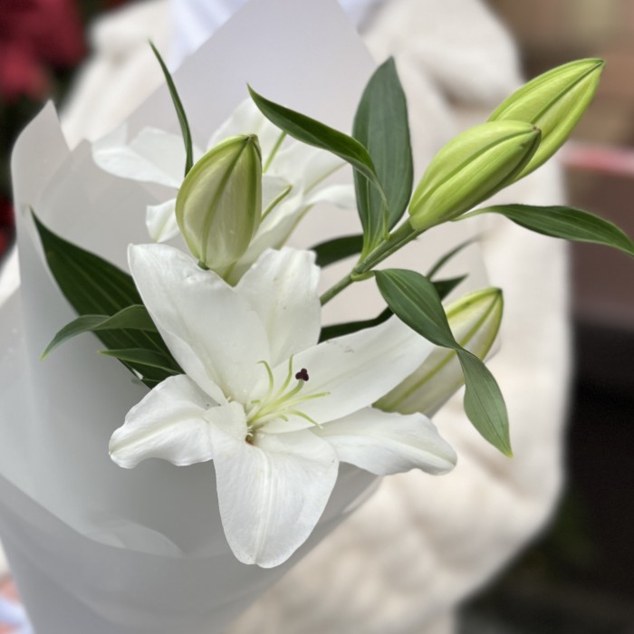Белая восточная лилия