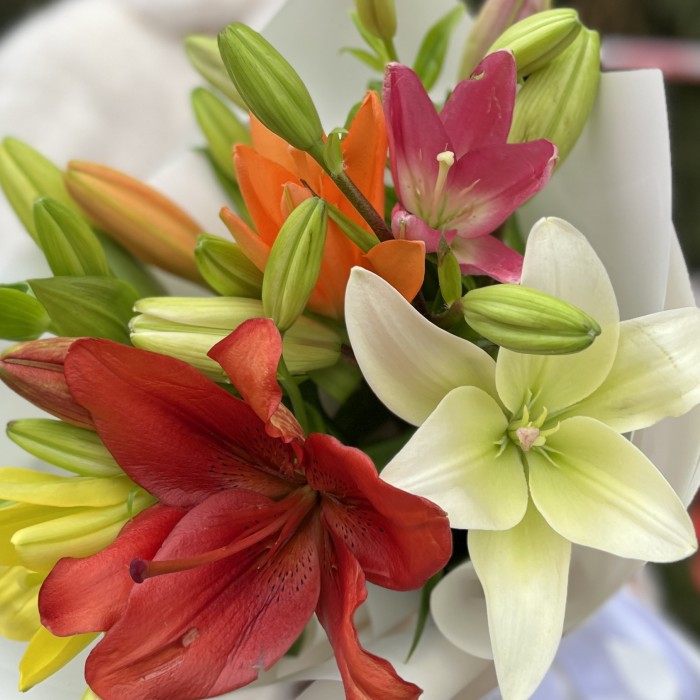 Микс из 5 Азиатских Лилий