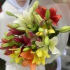 Микс из 9 Азиатских лилий