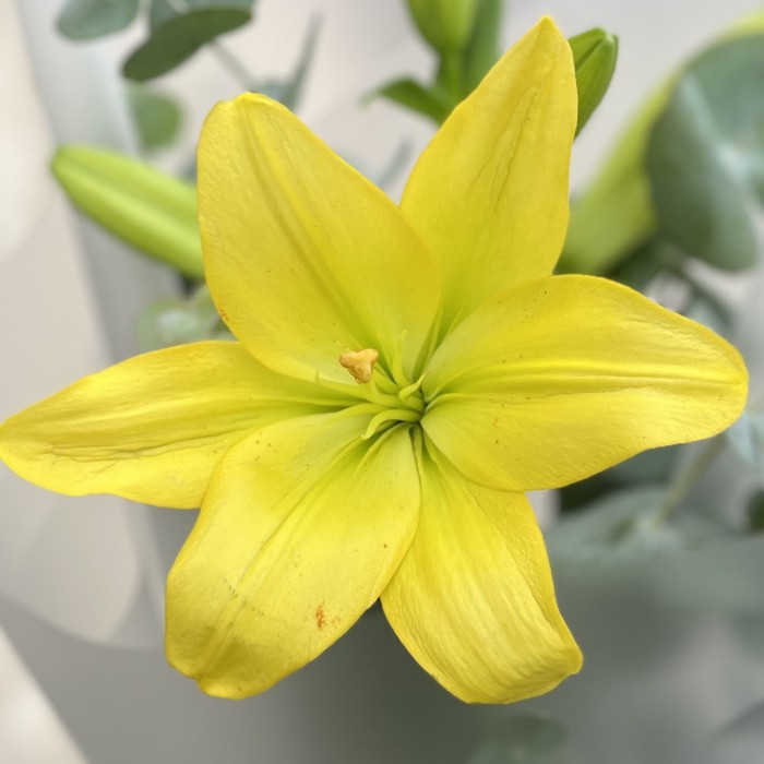 Желтая лилия с эвкалиптом