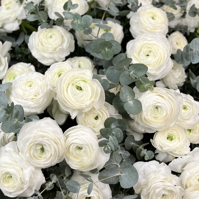 101 белый ранункулюс в большой коробке