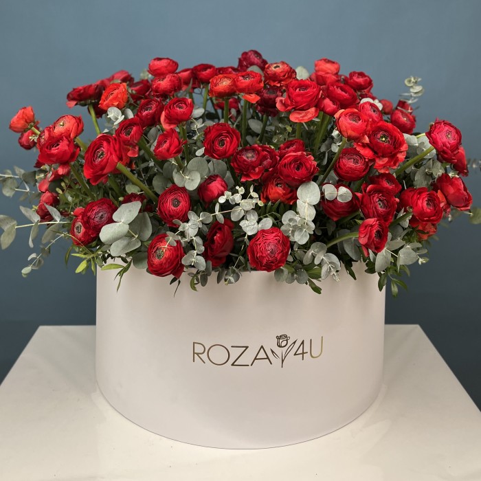 101 красный ранункулюс в большой коробке