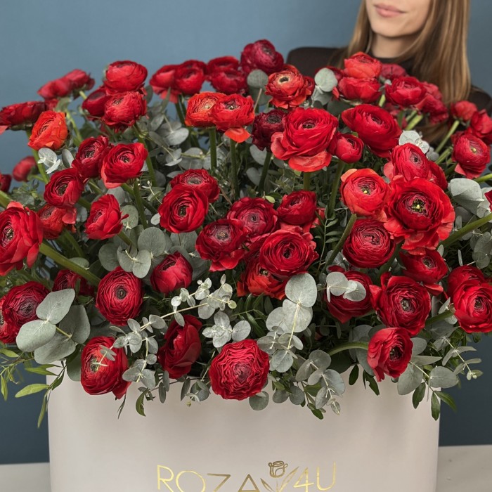 101 красный ранункулюс в большой коробке