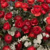 101 красный ранункулюс в большой коробке