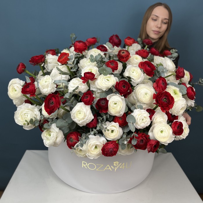 151 красный и белый ранункулюс в большой коробке