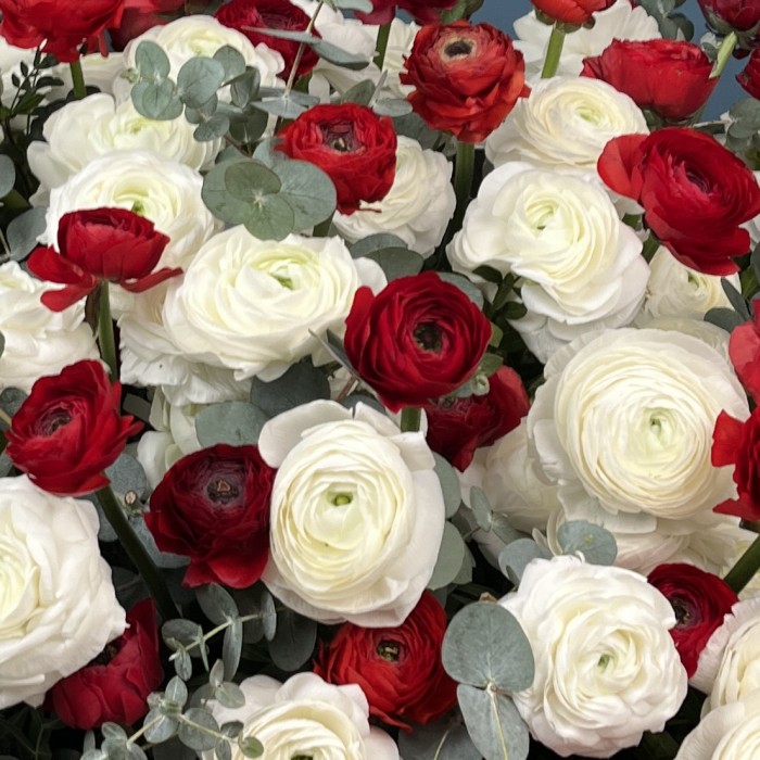 151 красный и белый ранункулюс в большой коробке