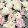 151 ранункулюс нежный микс