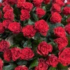 151 красная роза Эль Торо в корзине
