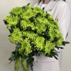 19 зеленых хризантем
