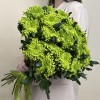 19 зеленых хризантем