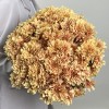 Хризантема кустовая коричнево-красная Априкот