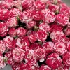 25 кустовых роз Файрворкс в коробке