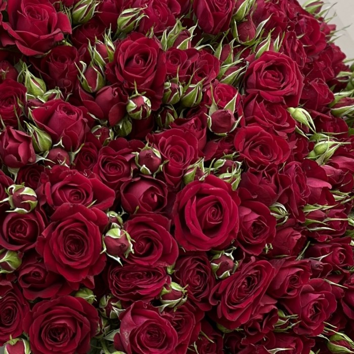 51 Кустовая красная Роза Рубикон 60 см