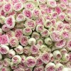 51 кустовая пионовидная Роза Джелатто 50 см