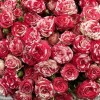 Кустовая Роза Файрворкс 40 см