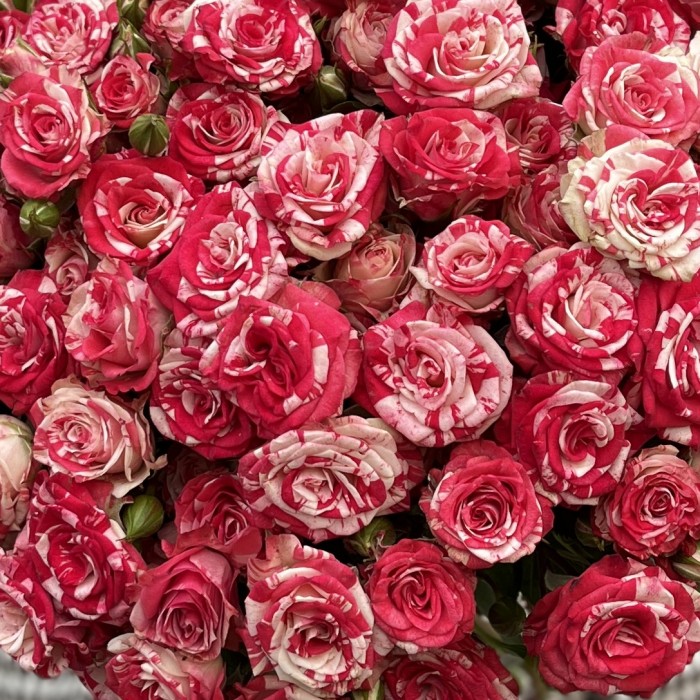 Кустовая Роза Файрворкс 40 см