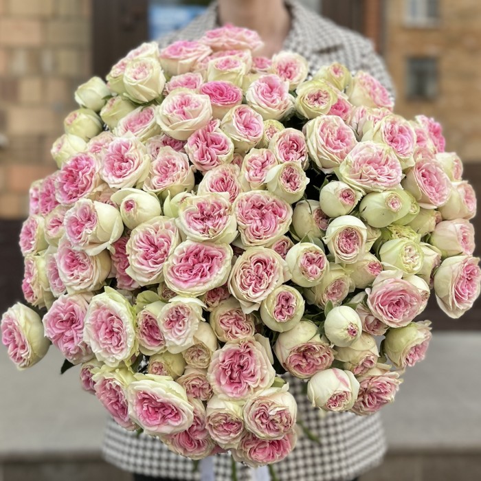 Кустовая пионовидная Роза Джелатто 50 см