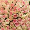101 нежно-розовая роза Бэби Лав