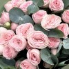 5 розовых кустовых пионовидных роз Свит Жизель 40 см