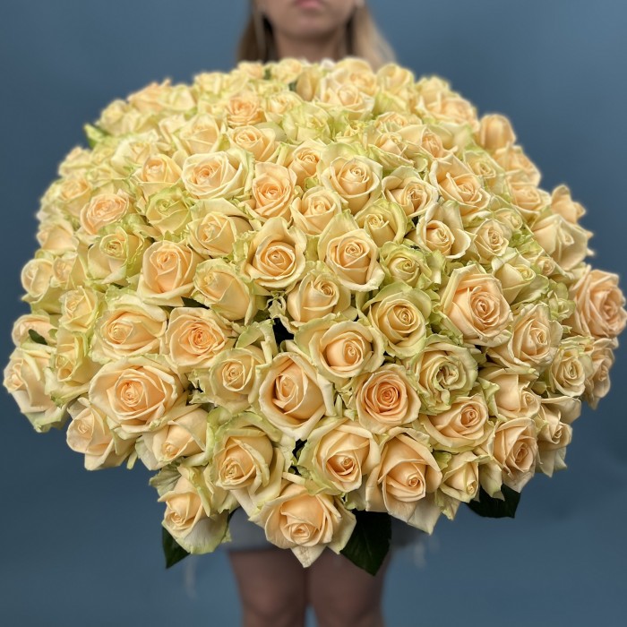 101 Роза пич Аваланш 60 см