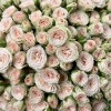 101 кустовая кремовая роза Рослин 40 см