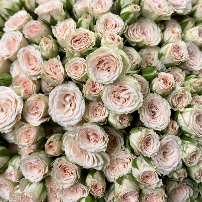 101 кустовая кремовая роза Рослин 50 см