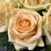 9 персиковых роз Пич Аваланш 60 см