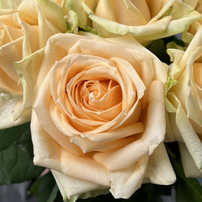 9 персиковых роз Пич Аваланш 60 см