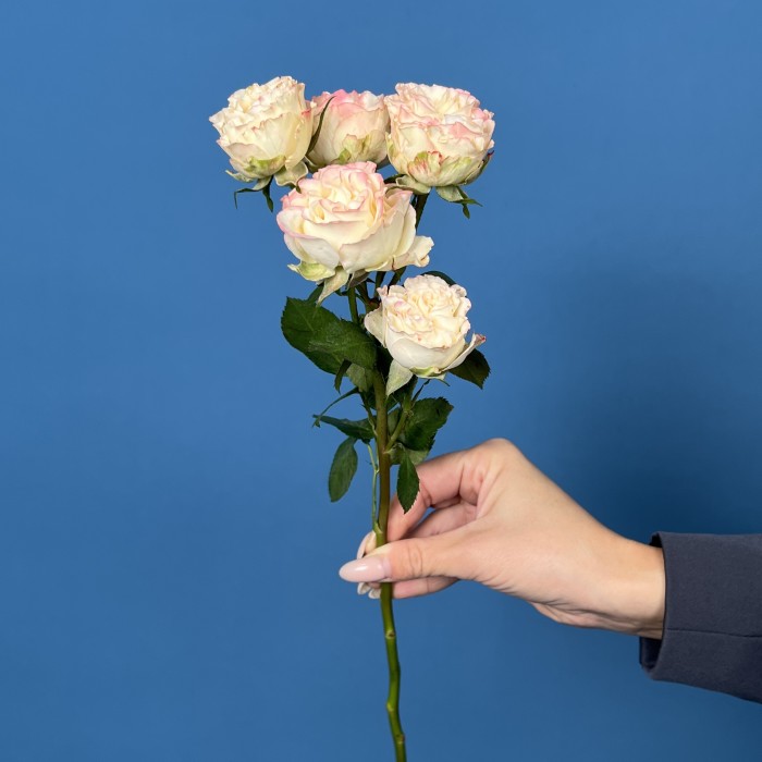 Кустовая пионовидная роза Чарминг Флоу 40 см