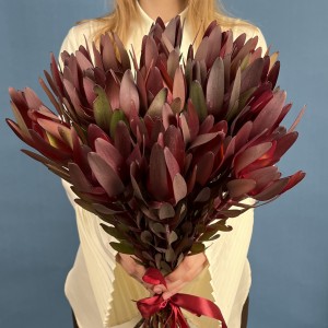 Леукадендрон красный