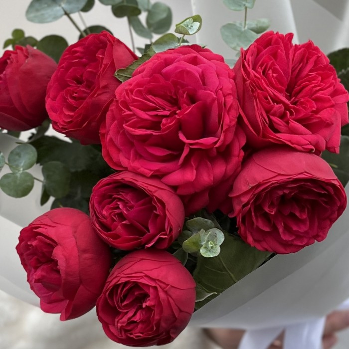 3 красные пионовидные кустовые розы Ред Пиано 40 см