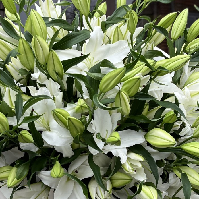 51 белая Восточная Лилия