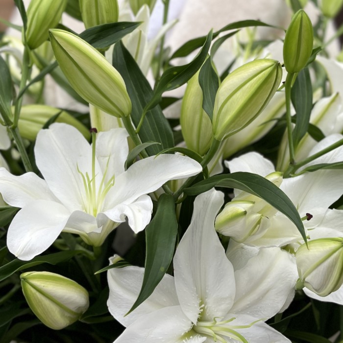 Лилия белая Восточная