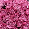 35 пионовидных роз Кантри блюз 60 см