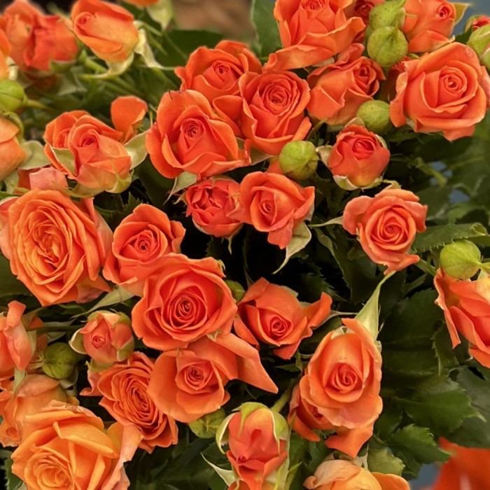 9 кустовых оранжевых роз Чарминг Бейб 50 см