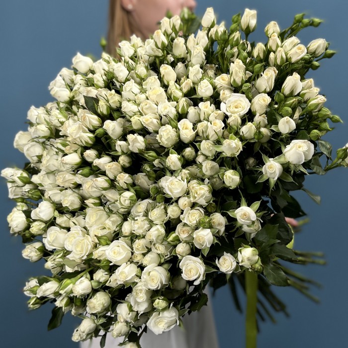 51 кустовая роза Сноу Бабл 70 см