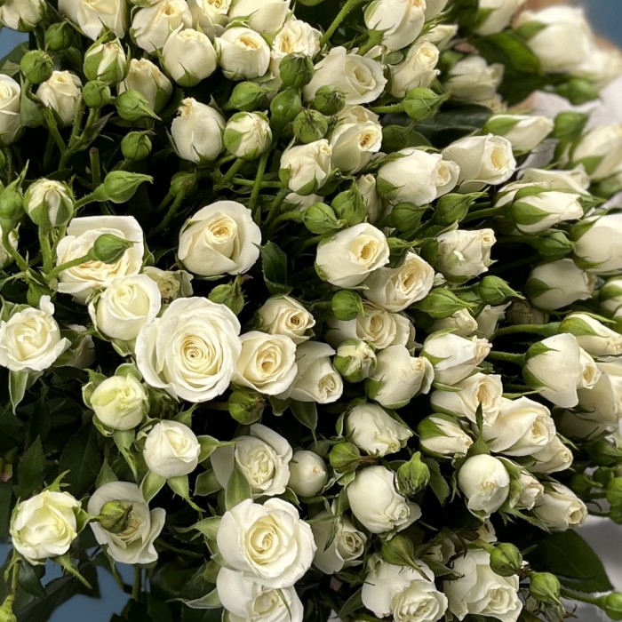 Кустовая роза Сноу баблс 70 см