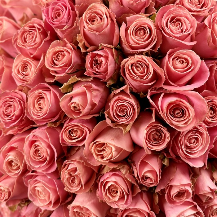 101 лососевая Роза Хермоса 60 см