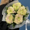 5 сиренево-зеленых хризантем Зембла